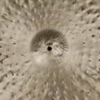20” Ride, 1900 grams, B20